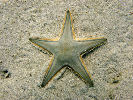  Astropecten jonstoni (Jonston's Starfish)